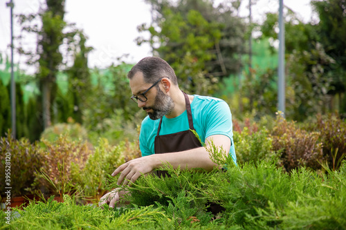 Thoughtful middle-aged gardener looking at evergreen plants. Gray-haired man in eyeglasses wearing blue shirt and apron growing small thujas in greenhouse. Commercial gardening and summer concept
