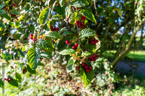 Wild berries in Autumn season. photo