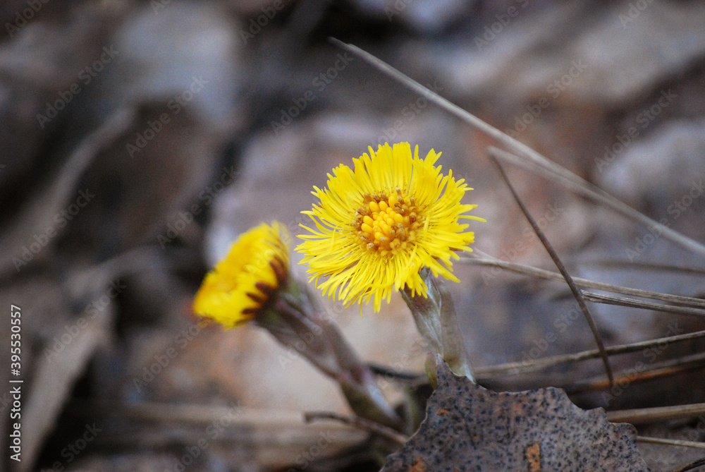 Flowers in the spring