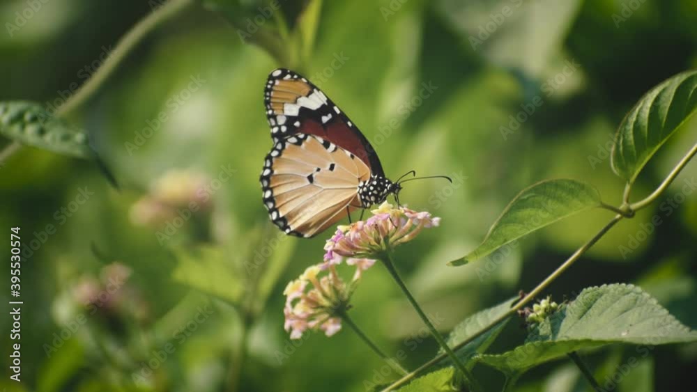 a beautiful butterfly is collecting honey a beautiful butterfly is collecting honey