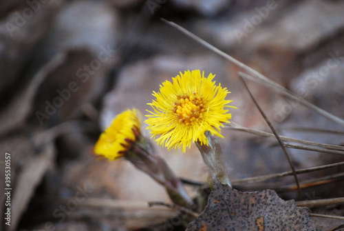 Flowers in the spring