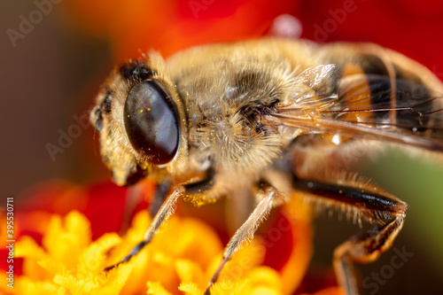 Close-up portrait of a bee on a flower.