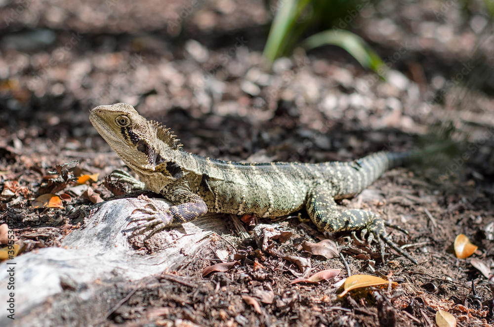 Obraz premium Lizard camouflaged in the forest