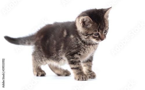 Kitten isolated on a white background.