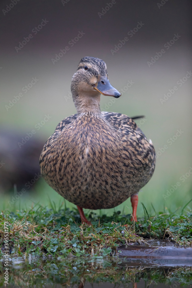 Fototapeta premium Canard colvert Anas platyrhynchos