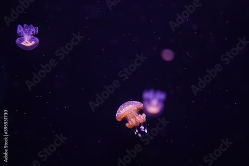 small jellyfish glowing in space