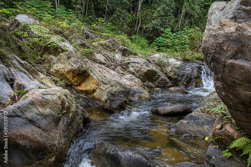 river in the forest