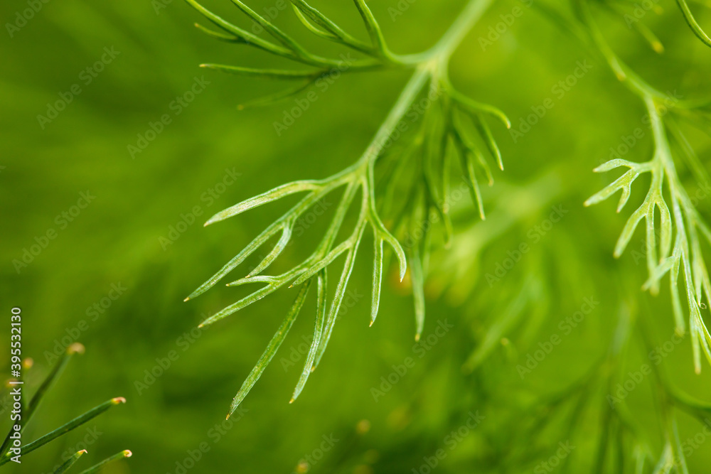 Green branches of dill in the vegetable garden. Green branches of dill in the vegetable garden.