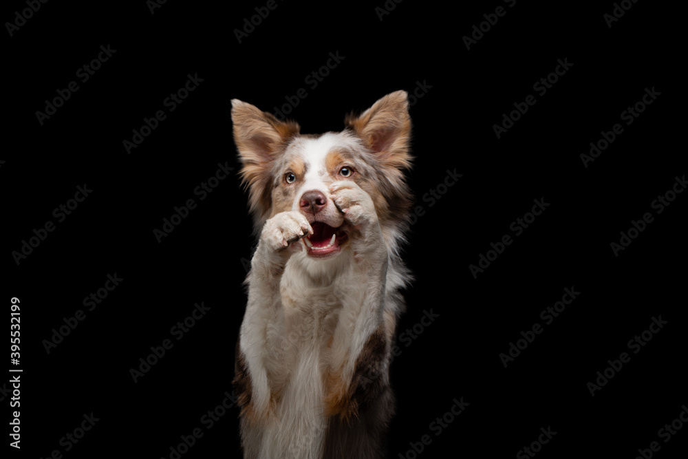 dog smiling .border collie funny portrait. Charming pet in studio on black background. 