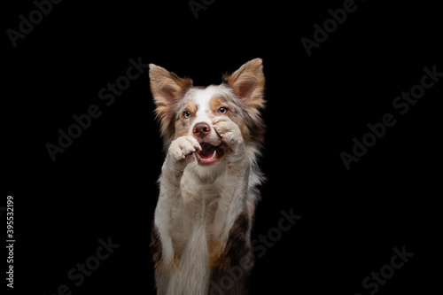 dog smiling .border collie funny portrait. Charming pet in studio on black background.  © annaav