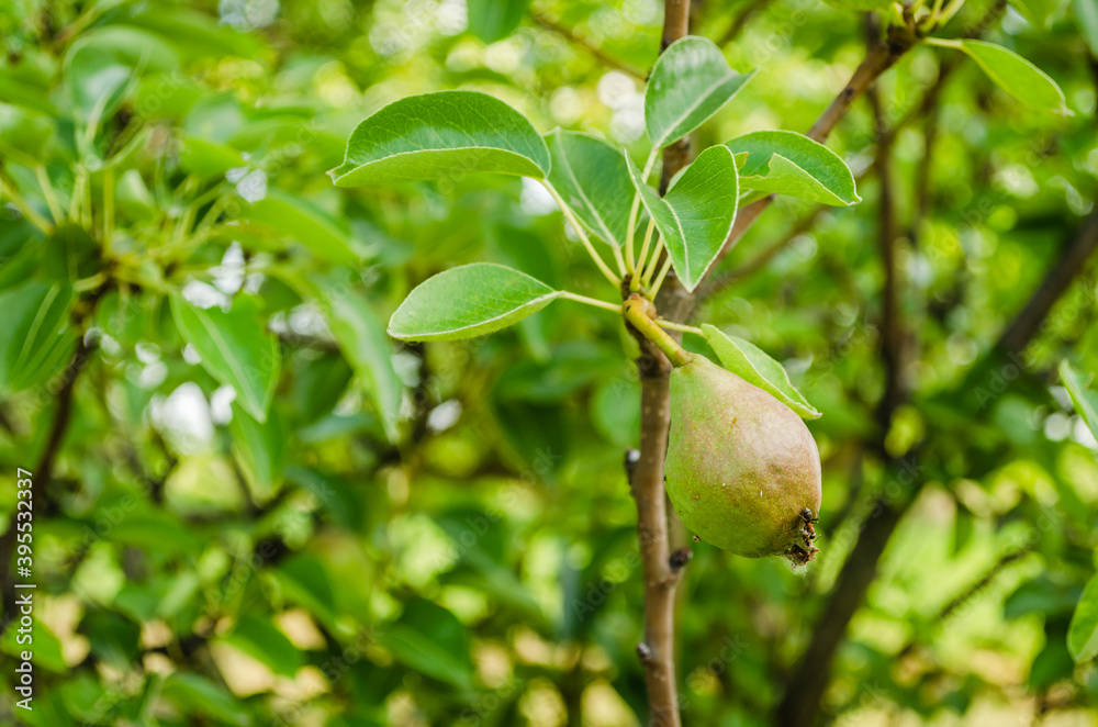 Ripe pear fruit hanging on a branch, Novi Sad, Serbia Ripe pear fruit hanging on a branch, Novi Sad, Serbia