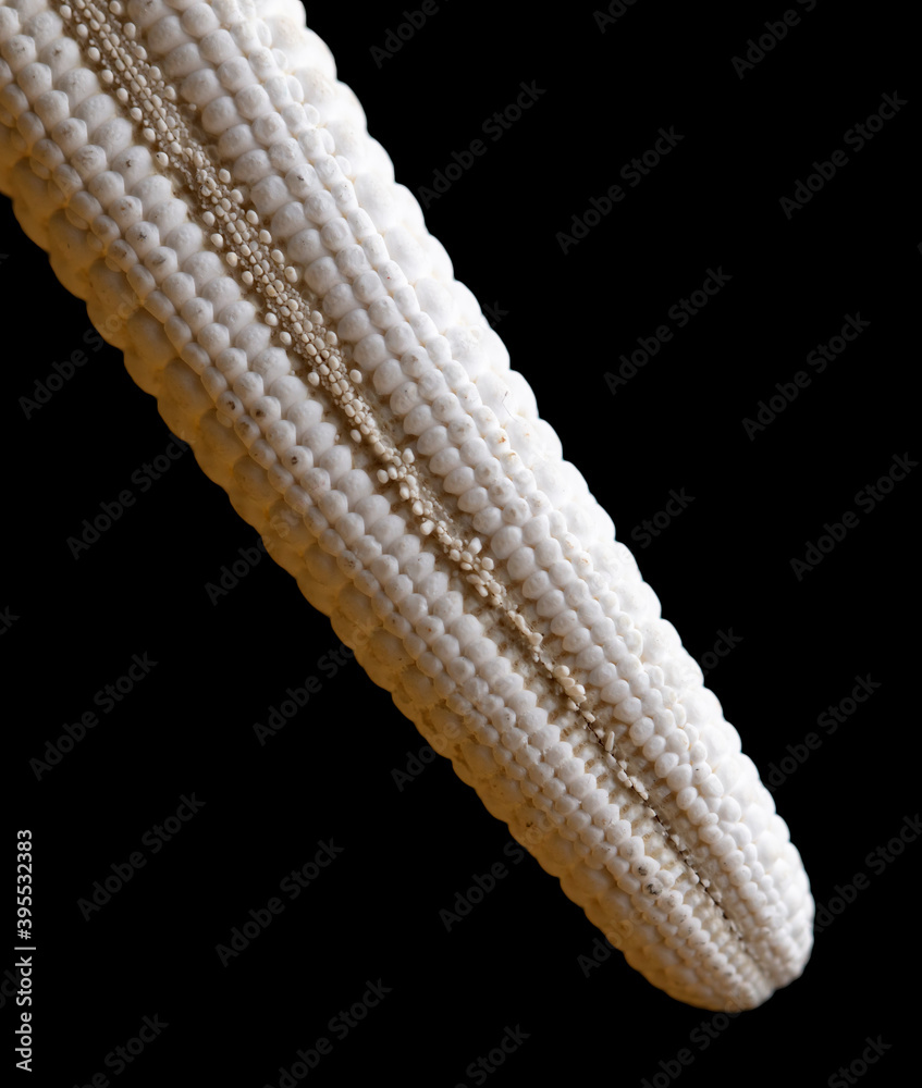 Seashell isolated on black background. Subject