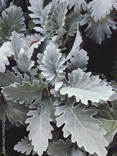 frost on leaves