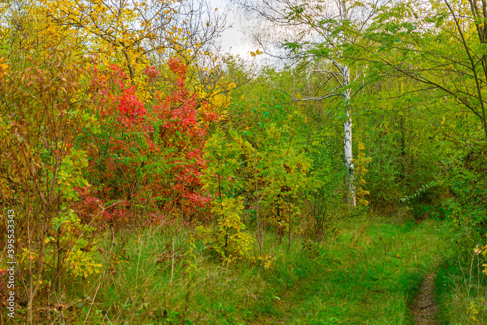 autumn in the woods autumn in the woods