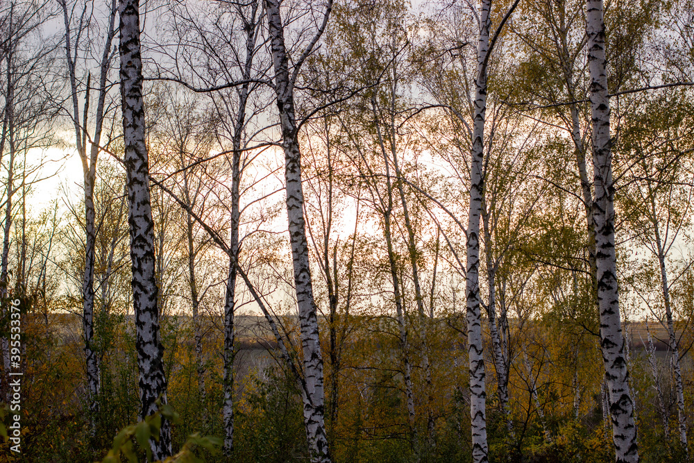 Fototapeta premium sunset in the forest