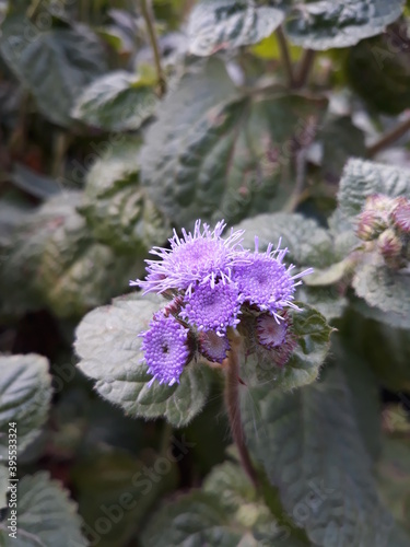 flower in the garden