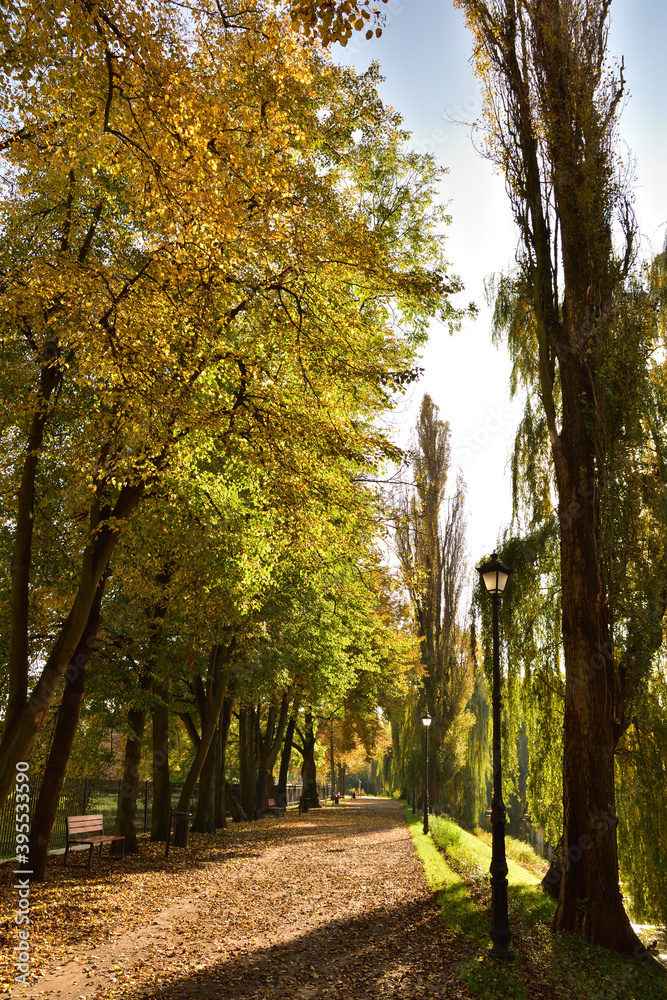 Naklejka premium Alleys and lamps in autumn, carpets of yellow, brown and red leaves.