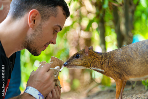 The guy feeds Kanchil from his hands at the zoo photo