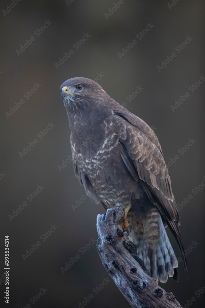 Fototapeta premium Buse variable Buteo buteo
