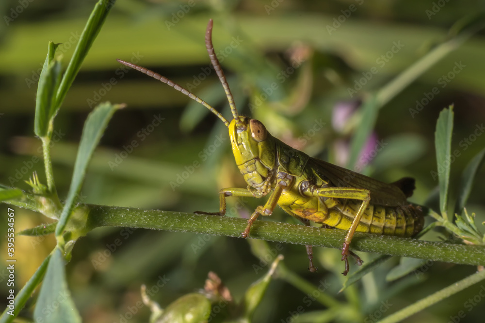 grasshopper on the grass grasshopper on the grass