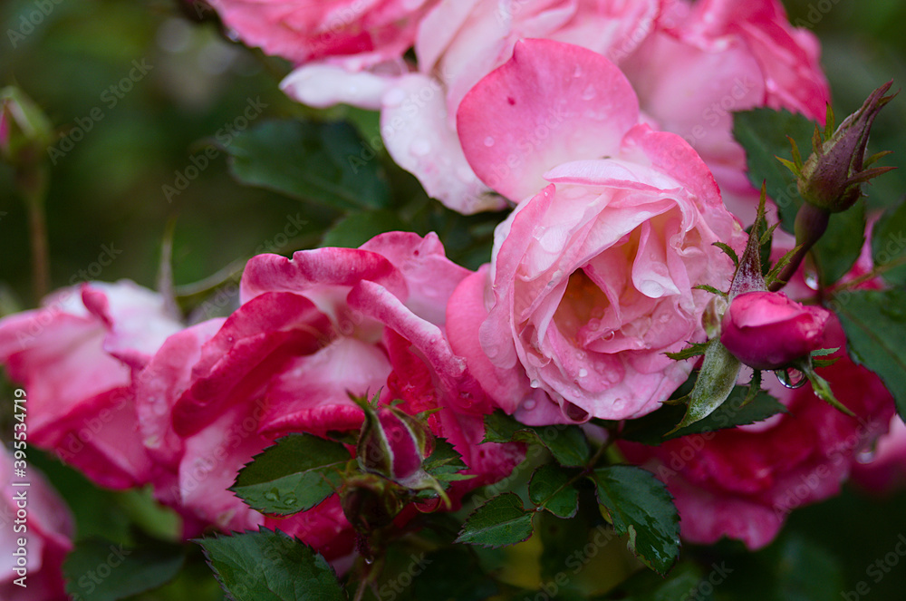 pink roses in garden