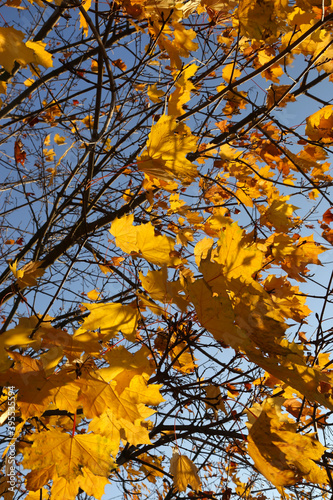 Branches of autumn maple tree with bright leaves against the sky
