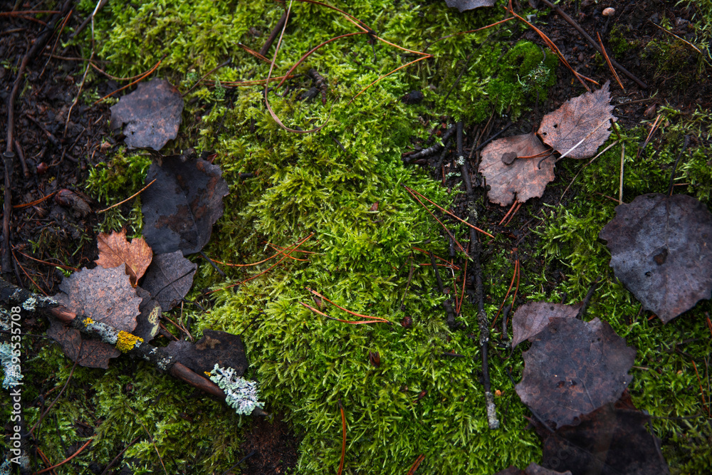 fading nature at the end of autumn. neznatna light in the forest. fading nature at the end of autumn. neznatna light in the forest.