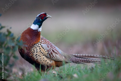 Faisan de Colchide Phasianus colchicus