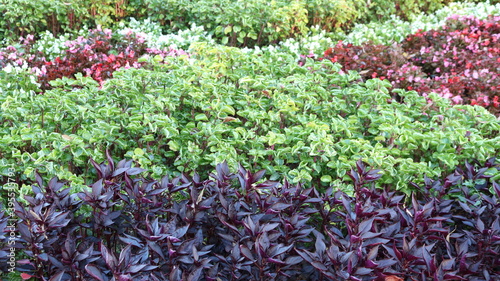 ornamental plants of different colors and textures, planted in smooth rows in the structure of landscape park and garden design
