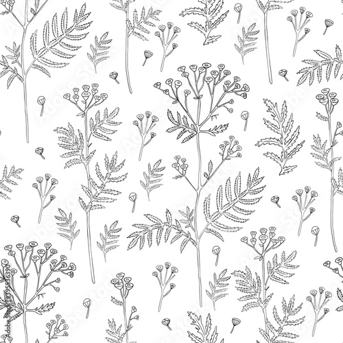 Seamless pattern Tansy flower or Tanacetum vulgare vector illustration isolated on white backdrop, ink sketch, decorative herbal doodle, for design medicine, wedding invite, greeting card, cosmetic