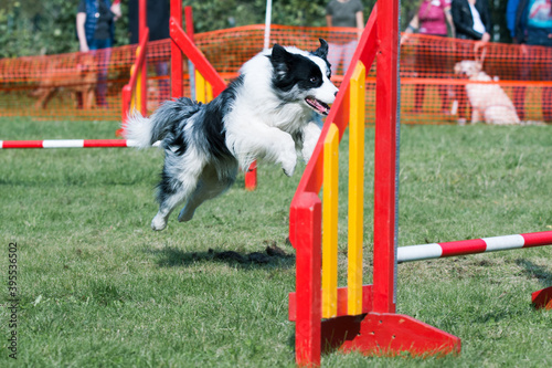 Purebred active black and white border collie running dog agility course with full attention.Fast and furious working border collie female winner champion on outside agility competition on summer time