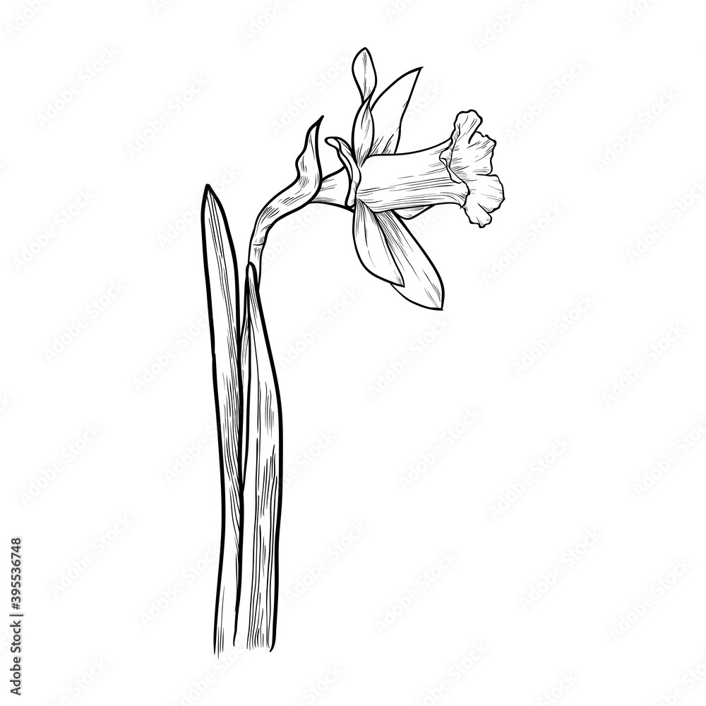 Daffodil flower isolated. Hand drawn vector illustration.