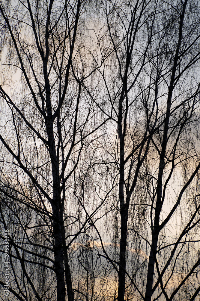 Birch branches against the evening sky in November. Signs of autumn Birch branches against the evening sky in November. Signs of autumn