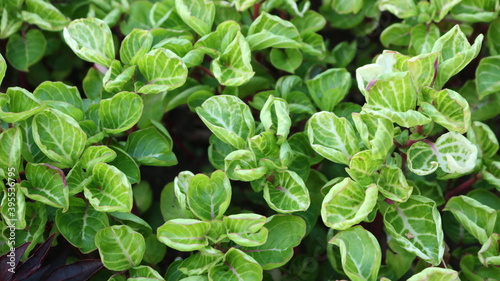 light green leaves slightly curved around the edges, with light veins, vegetal background of foliage top view