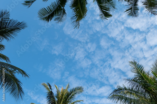 Coconut trees against clouds and blue sky background. Beautiful sky on sunny day.