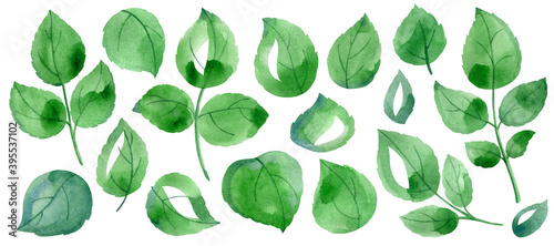 A big set of green rose leaves on white background
