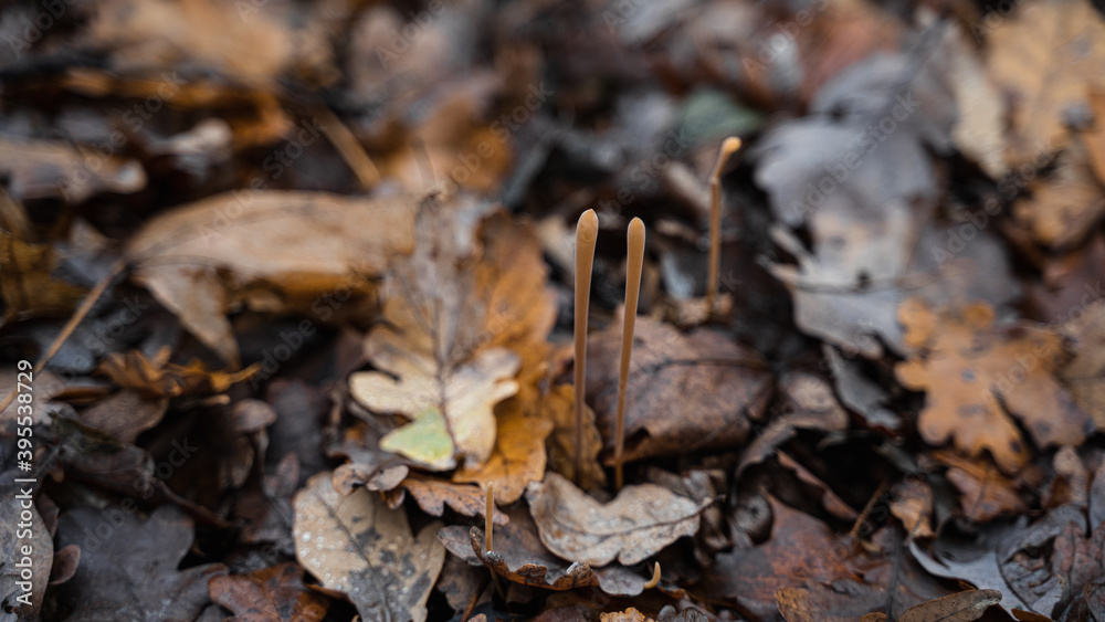 Moss on the tree. Oak and maple leaves and a small mushrooms. Natural background. Autumn forest atmosphere.