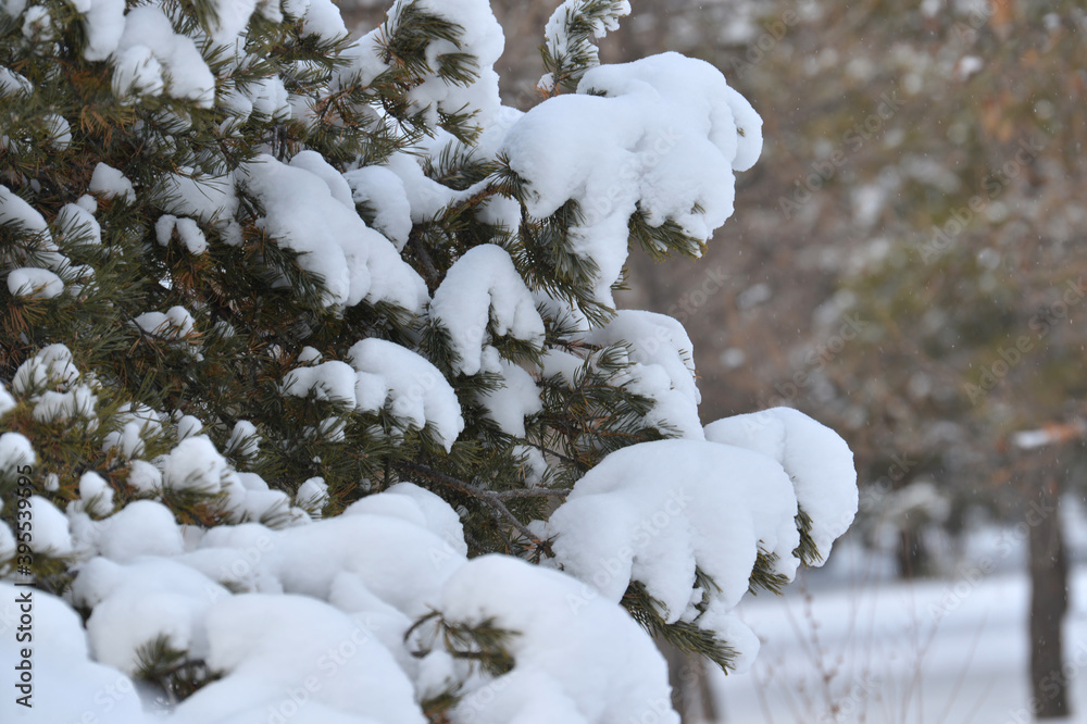 snow, winter, tree, branch, fir, pine, christmas, spruce, nature, frost, white, cold, green, ice, evergreen, season, forest, christmas, needle, plant, branches, needles, frozen, blue, snowy , snow on snow, winter, tree, branch, fir, pine, christmas, spruce, nature, frost, white, cold, green, ice, evergreen, season, forest, christmas, needle, plant, branches, needles, frozen, blue, snowy , snow on