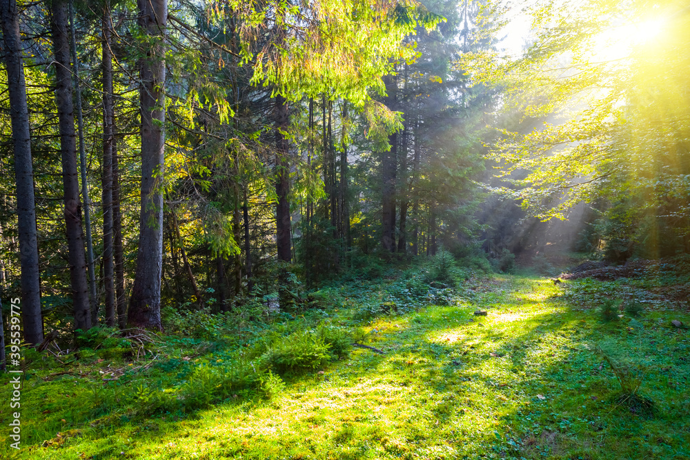 green forest glade in a light of sparkle sun, natural outdoor scene - obrazy, fototapety, plakaty 