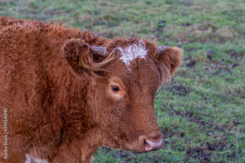 A closeup picture of a brown cow looking at the camera. Picture from Vomb, Scania county, Sweden