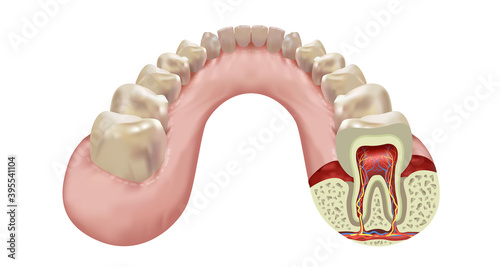 Lower jaw human teeth row, cross section of the right eighth tooth realistic view, vector illustration
