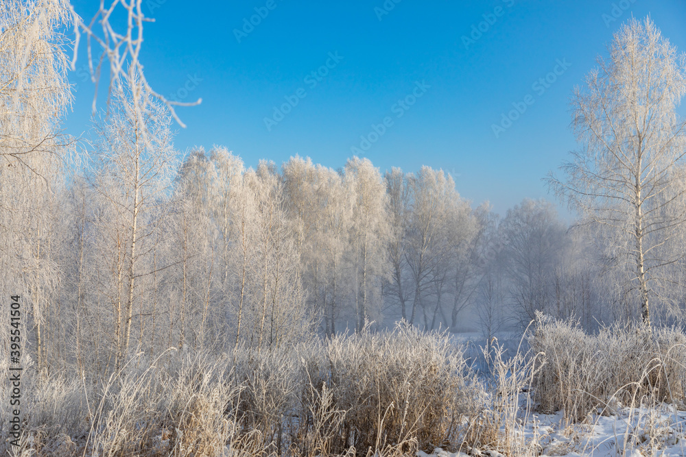 Birch trees are covered with hoarfrost and snow against a blue sky. Winter frosty landscape in Siberia, Russia Birch trees are covered with hoarfrost and snow against a blue sky. Winter frosty landscape in Siberia, Russia