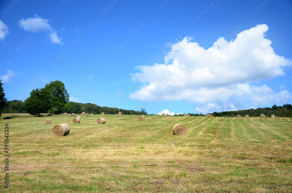Beskid Niski letnie pole. Summer mountain landscape. Beskid Niski letnie pole. Summer mountain landscape.
