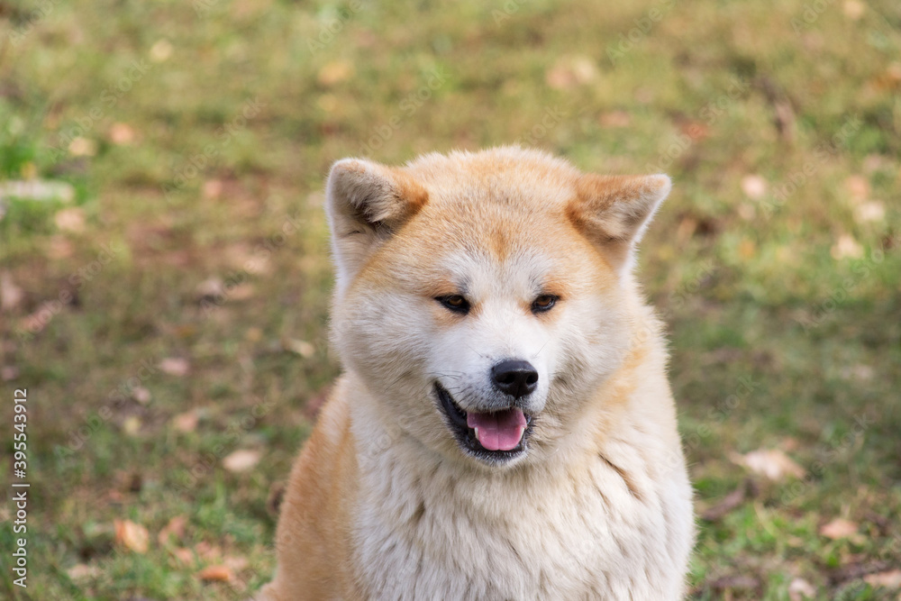 Portrait of cute akita inu puppy in the autumn park. Pet animals.