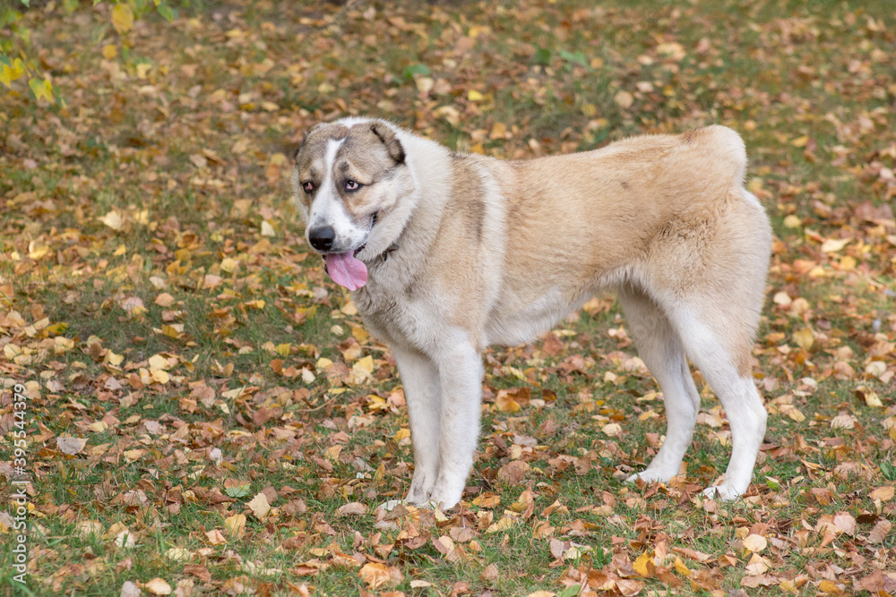 Cute central asian shepherd dog puppy is standing in the autumn park. Pet animals. Cute central asian shepherd dog puppy is standing in the autumn park. Pet animals.