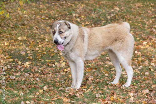 Cute central asian shepherd dog puppy is standing in the autumn park. Pet animals.