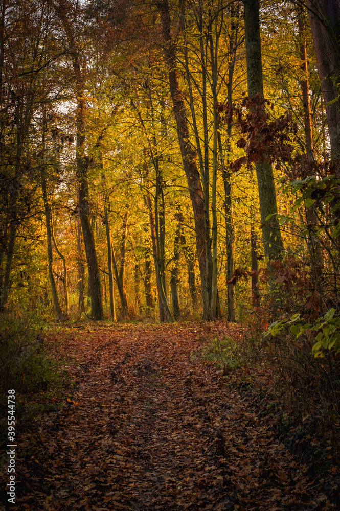 Fototapeta premium Red and yellow autumn leaves on deciduous forest path