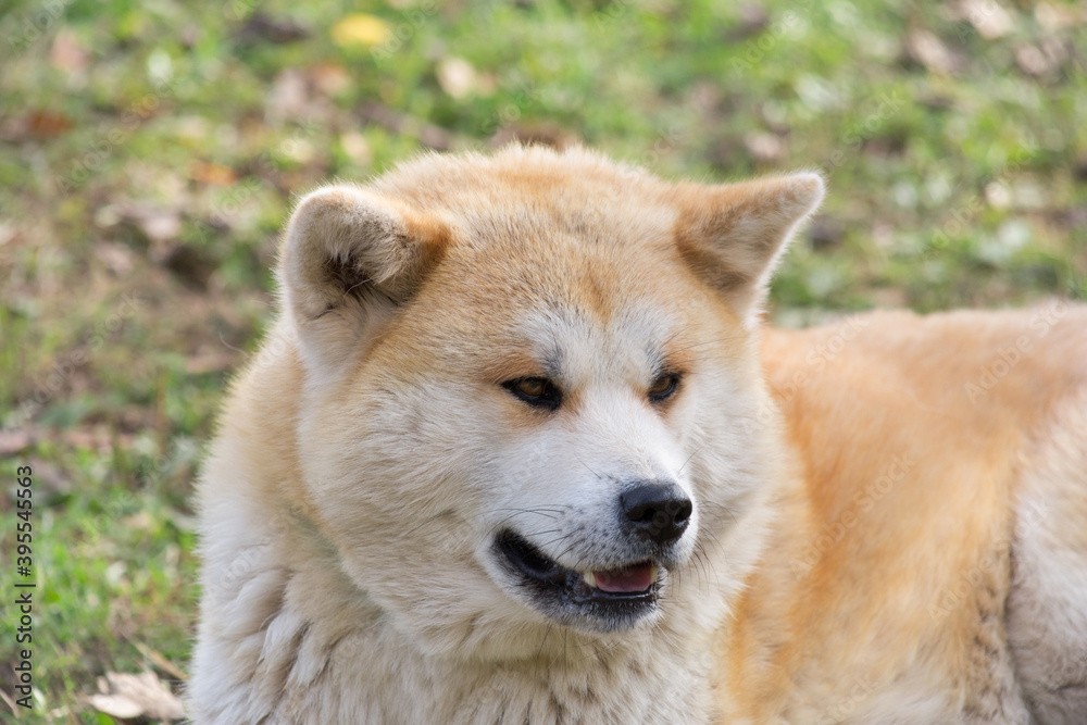 Cute akita inu puppy is lying in the autumn park. Pet animals.