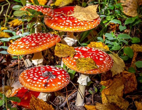 Close-up view of red and white mushrooms among grass and leaves