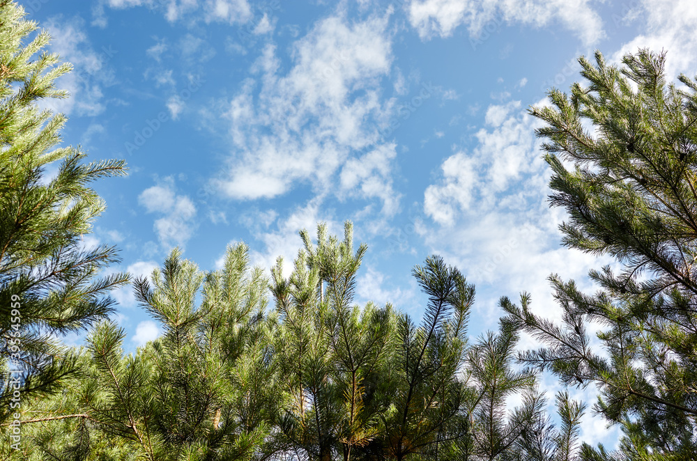 Forest against the sky. Pine trees against a blue sky with clouds on a sunny day Forest against the sky. Pine trees against a blue sky with clouds on a sunny day